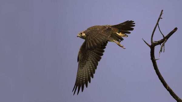 A Laggar Falcon begins a typical swoop at Tal Chappar Sanctuary, Rajasthan, India. - Sputnik International