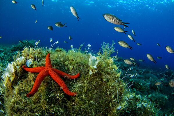 Spectacular Undersea Life of Lipari Island - Sputnik International