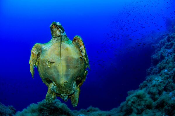 Spectacular Undersea Life of Lipari Island - Sputnik International