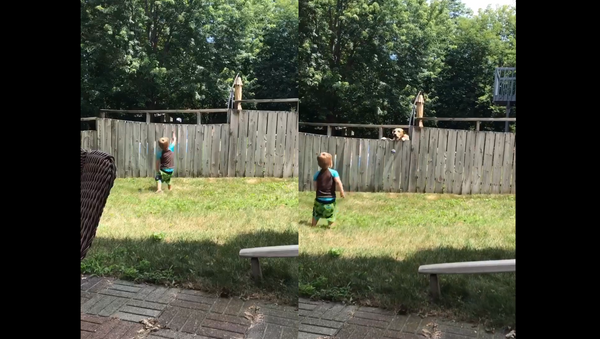Toddler and Golden Retriever Enjoy Friendly Game of Catch Over Fence - Sputnik International