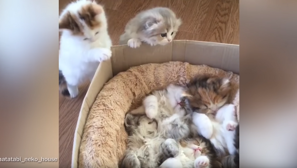 Help Meowt! Tardy Kittens Can’t Fit in For Naptime - Sputnik International