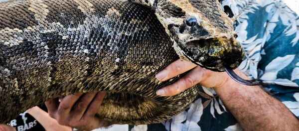 Man holding python Man holding python - Sputnik International