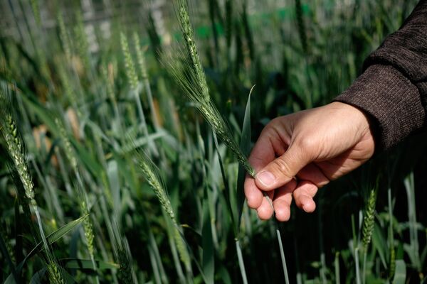 Blossoming of wheat in a fitotronno-hothouse complex in the National center of grain of P.P. Lukyanenko in Krasnodar - Sputnik International