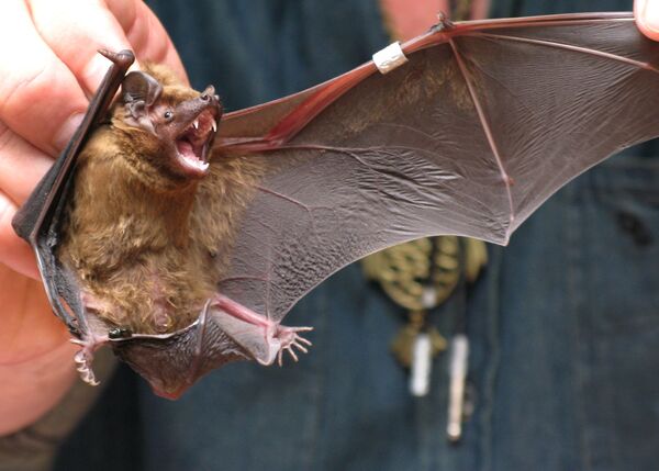 Ringing of bats at the ornithological station of Zoological institute of the Russian Academy of Sciences on Curonian Spit - Sputnik International