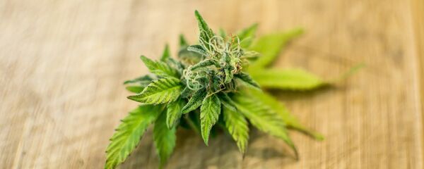 Cannabis Cannabis - Sputnik International