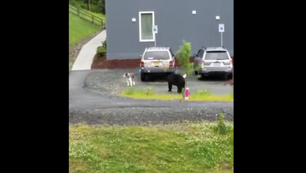 Bear Chases Dog in Alaska. 2018 - Sputnik International