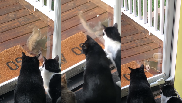 Sassy Squirrel Taunts Trio of Cats Through Window - Sputnik International