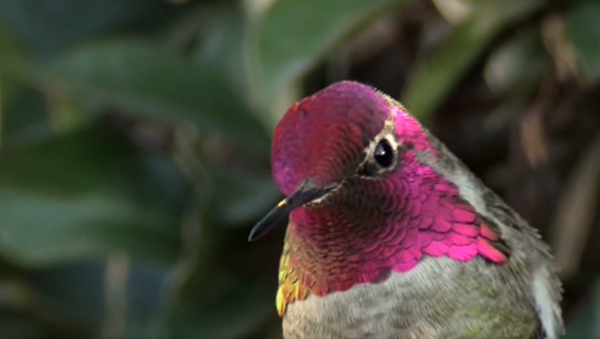 Flashy Feathers: Hummingbird’s Crown Appears to Change Colors - Sputnik International