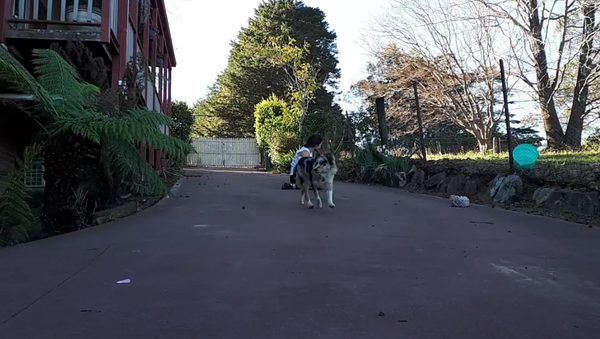Trainer and Her Dog in Australia. 2018 - Sputnik International