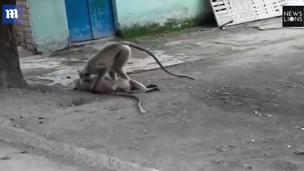 Heartbreaking video shows monkey performing CPR on dead friend - Sputnik International
