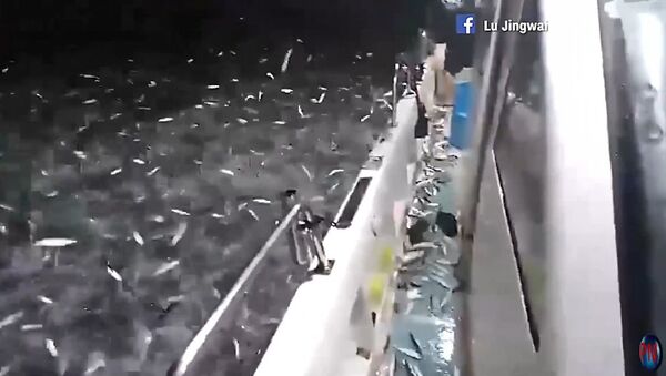 Thousands of sardines are seen jumping out of water at a fishing point in Taiwan - Sputnik International