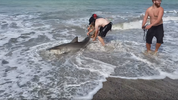 California Men Return Beached Baby Great White Shark to Ocean - Sputnik International