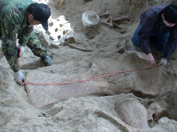 Two technicians measuring a large in situ shoulder bone of Lingwulong shenqi, a newly discovered dinosaur unearthed in northwestern China, appears in this image provided July 24, 2018. - Sputnik International