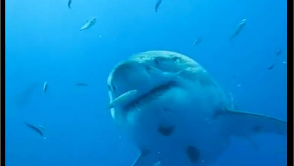 Deep Blue, a 20 foot-long Great White Shark, filmed off the coast of Mexico in 2013 - Sputnik International