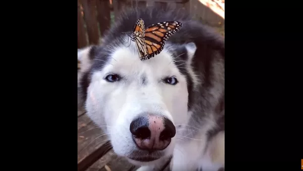 Husky Holds Steady, Goes Cross-Eyed After Monarch Butterfly Makes Landing - Sputnik International