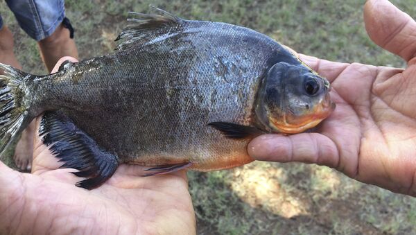 his July 22, 2018 photo provided by the Oklahoma Department of Wildlife Services shows a native South American fish known as a pacu that was was caught in a southwestern Oklahoma lake in Caddo County by 11-year-old Kennedy Smith of Lindsay, Okla. Game Warden Tyler Howser said the pacu is considered an invasive species and was destroyed. - Sputnik International