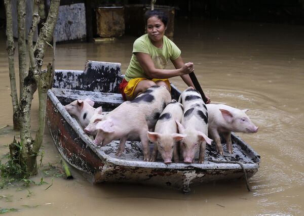 Woman bringing her piglets to safety during floods in Philippines - Sputnik International