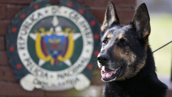 Drug dog Sombra, has helped detect more than 2,000 kilos of cocaine hidden in suitcases, boats and large shipments of fruit, sits outside the police station in Bogota, Colombia, Thursday, July 26, 2018. - Sputnik International