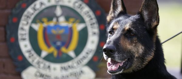 Drug dog Sombra, has helped detect more than 2,000 kilos of cocaine hidden in suitcases, boats and large shipments of fruit, sits outside the police station in Bogota, Colombia, Thursday, July 26, 2018. - Sputnik International