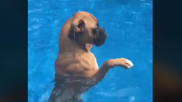 Boxer Pup Wades His Way Through the Summer - Sputnik International