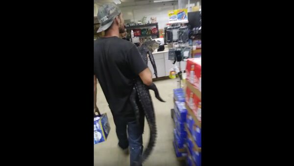 Florida man chases store shoppers with an alligator - Sputnik International