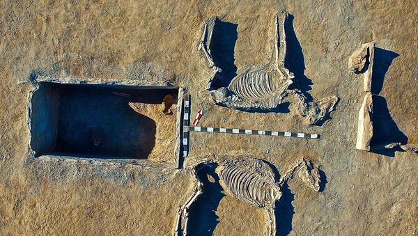 The nearby likeness of a chariot pulled by the two harnessed horses - believed to have been sacrificed for the burial - was also the grave of another similar couple, say archaeologists - Sputnik International