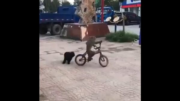 Monkey steal a bike - Sputnik International