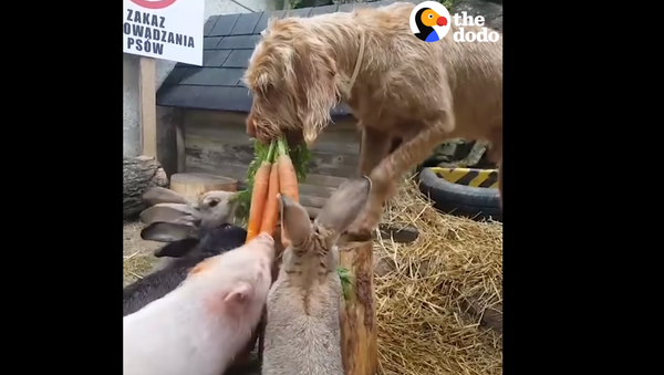 Helpful Hound Handles Farm Animals’ Feeding Time - Sputnik International