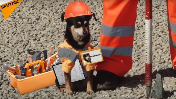Dog ‘Supervises’ Road Construction in Chelyabinsk Region - Sputnik International