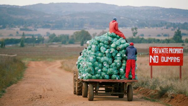 Farm workers harvest cabbages at a farm in Eikenhof, near Johannesburg, South Africa May 21, 2018 - Sputnik International