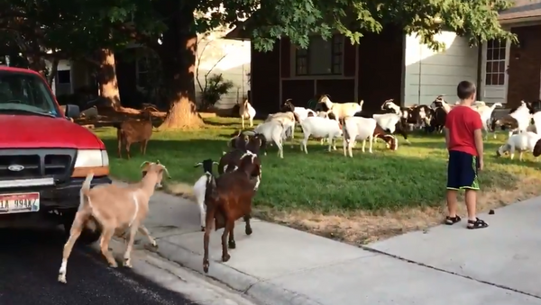 Herd of goats invade Boise, Idaho, neighborhood - Sputnik International