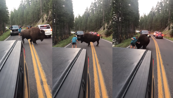 Place Your Bets: Yellowstone Bison Taunted, Bluff Charged by US Man - Sputnik International