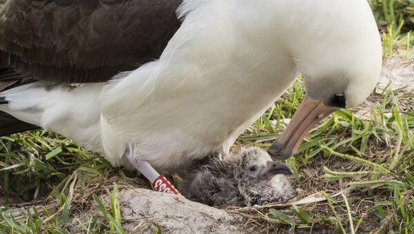 Pacific Region shows Wisdom and her new chick at the Midway Atoll National Wildlife Refuge and Battle of Midway National Memorial in the Papahanaumokuakea Marine National Monument. (File) - Sputnik International
