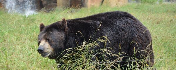 Black bear - Sputnik International