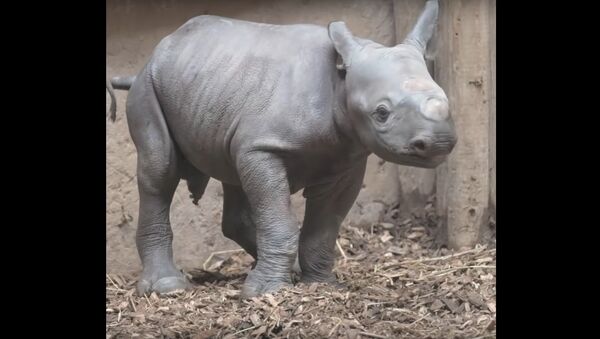 Baby black rhino birth catches visitors by surprise at Chester Zoo - Sputnik International