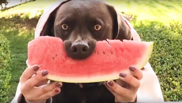 Dogs Eating Watermelon Is The Latest Internet Trend - Sputnik International
