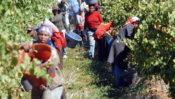 Workers pick red grapes on the Bloemendal Farm, in the Durbanville Hills area, about 25Kms north of Cape Town (File) - Sputnik International