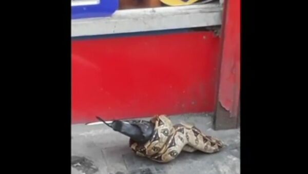 Snake was eating pigeon in London street - Sputnik International