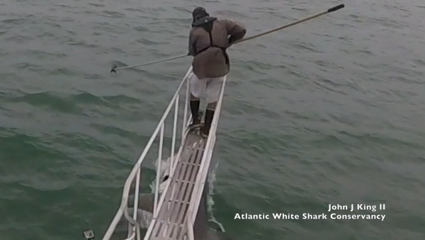 Death From Below: Atlantic Researchers Encounter Great White Shark - Sputnik International