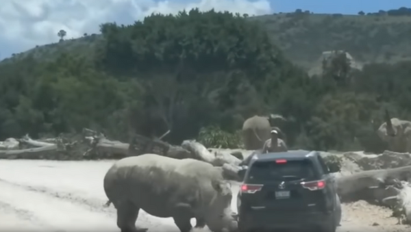 Lending a Horn: Rhino Rams, Gores Family’s SUV - Sputnik International