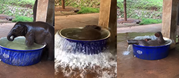 Rub-a-Dub Dumbo: Baby Elephant Beats the Heat While Bathing - Sputnik International