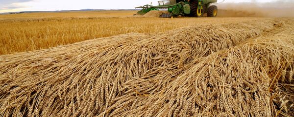 Tara Giles operates a combine as she harvests wheat on a 160-acre field located south of High River, Alberta, September 28, 2013 - Sputnik International