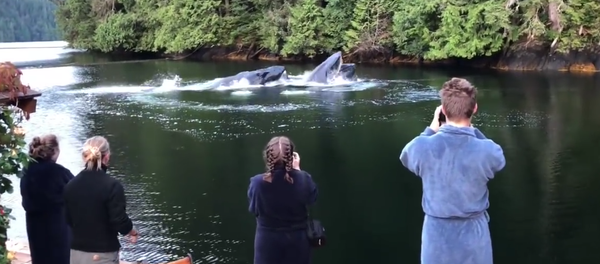 Whales in the Canadian Lake. 2018 - Sputnik International