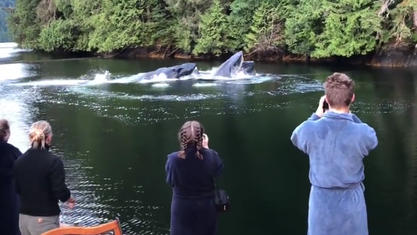 Whales in the Canadian Lake. 2018 - Sputnik International