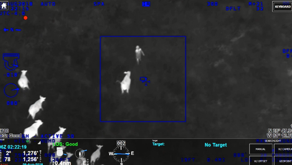 Herd of cows in Florida help officers from the Sanford Police Department locate suspect - Sputnik International