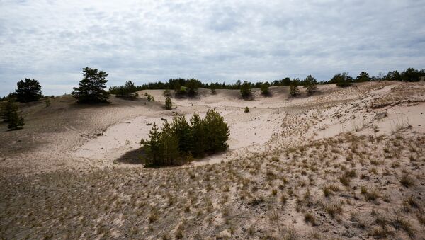 Dunes on Bolshoi Tyuters Island in the Gulf of Finland. - Sputnik International