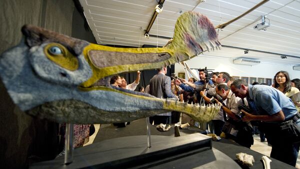 Fossils and replicas of a Pterosaur of the Tropeognathus Mesembrinus species are displayed at the National Museum of the Federal University of Rio de Janeiro, Brazil on March 20, 2013 - Sputnik International