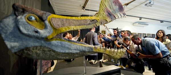 Fossils and replicas of a Pterosaur of the Tropeognathus Mesembrinus species are displayed at the National Museum of the Federal University of Rio de Janeiro, Brazil on March 20, 2013 Fossils and replicas of a Pterosaur of the Tropeognathus Mesembrinus species are displayed at the National Museum of the Federal University of Rio de Janeiro, Brazil on March 20, 2013 - Sputnik International