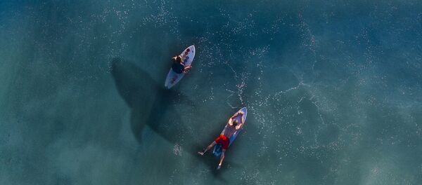 Surfers and shark Surfers and shark - Sputnik International