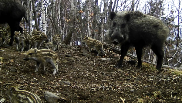Wild Pigs in the Leopard Land National Park in Russia. 2018 - Sputnik International